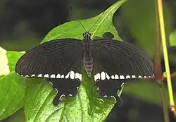 Common Mormon (Papilio polytes)