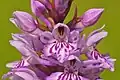 common spotted orchid