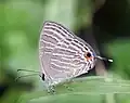 J. c. tissama. Sri Lanka