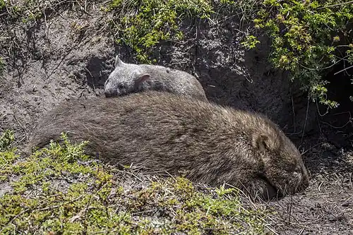 Female with joey