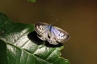 L. p. pirithous, 3 of 3 female on male