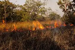 Savanna fire in the park