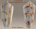 Conus gubernator Hwass in Bruguière, J.G., 1792