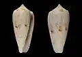 Conus nimbosus nanoclarus Bozzetti, 2017