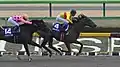 2015 February Stakes