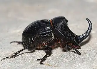 C. hispanus (Linnaeus, 1764)