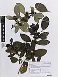 Herbarium specimen