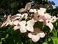 Cornus kousa 'Satomi' in the VanDusen Botanical Garden in Vancouver, British Columbia
