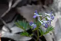 Corydalis orthoceras