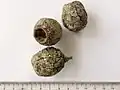Fruit