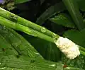 Cotesia sp. cocoons