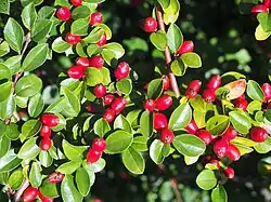 In fruit