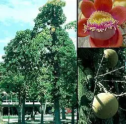 An exemplar of Couroupita guianensis in the National Botanical Garden of Cuba