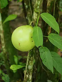 Higüera (Crescentia cujete)