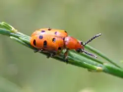 C. duodecimpunctata
