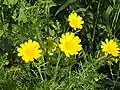 Crown daisies in blossom