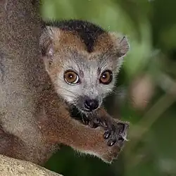 Juvenile male