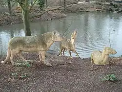 The Anoplotherium commune herd