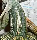 The peduncle of a calabaza rayada fruit.