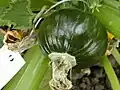 Typical "Zapallito" summer squash fruit