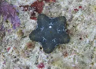 Flat juvenile