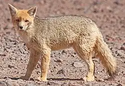 Gray canine on barren ground