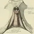 Root of the penis