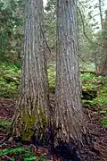 Bark
