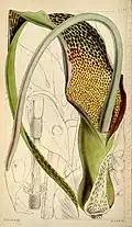 S. venosum