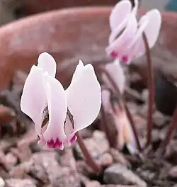 C.&nbsp;cyprium