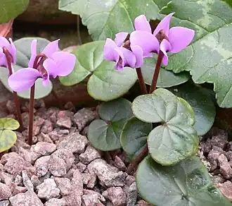 C.&nbsp;parviflorum