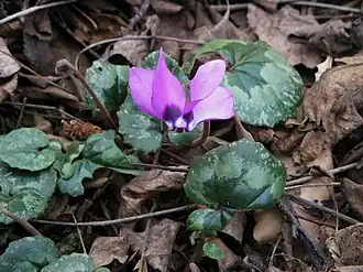 C.&nbsp;pseudibericum