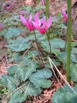 C.&nbsp;repandum