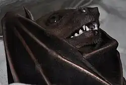 Black bat