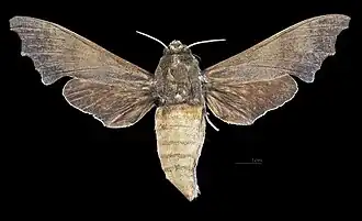 Female, dorsal view