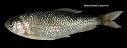 Cyprinion macrostomum
