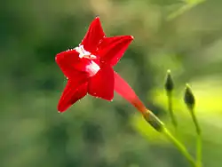 Cyprus vine flower (Ipomoea quamoclit)