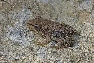 Juvenile