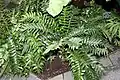 Cyrtomium falcatum 'Rochfordianum'