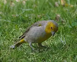 Citron-headed yellow-finch
