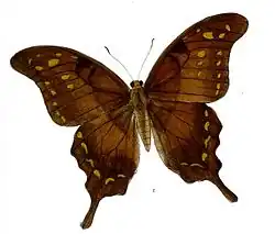 Brown gorgon (Meandrusa lachinus)