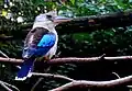 In Dutch bird park Avifauna