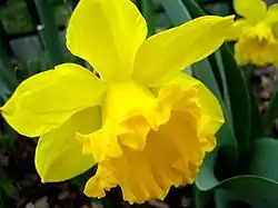National Flower: Daffodil