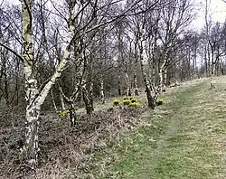 Woodland near Hanging Bank