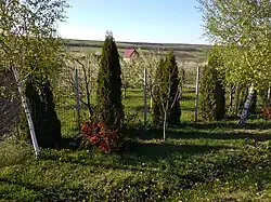 Dâmburile