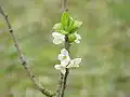 White-flowered cultivar