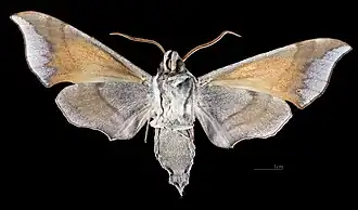Male ventral