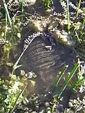 Spanish pond turtle (Mauremys leprosa)