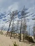 Dead trees