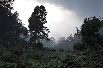 Wilderness of Khao Lak-Lam Ru forest